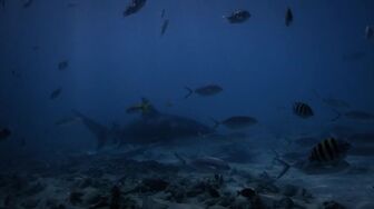 Shark Attack Files S02E05 WEB H264-RBB
